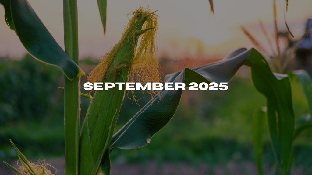 Edition #16 – September 2025